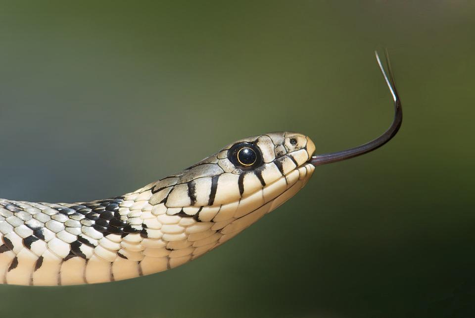 Entenda a dualidade da simbologia da cobra