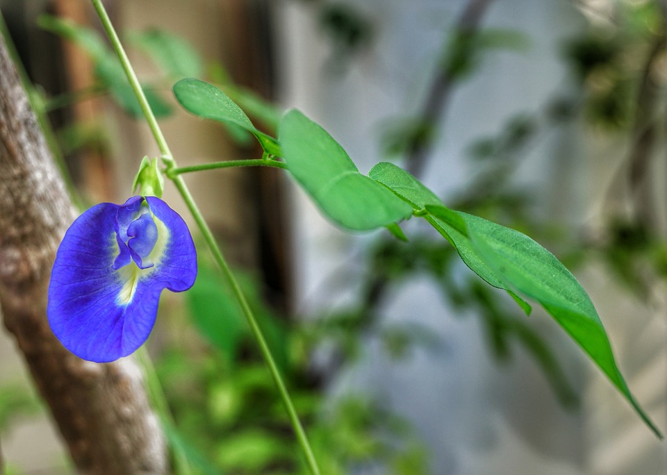 Flor de Fada Azul da Magia à Culinária • Além de Salém
