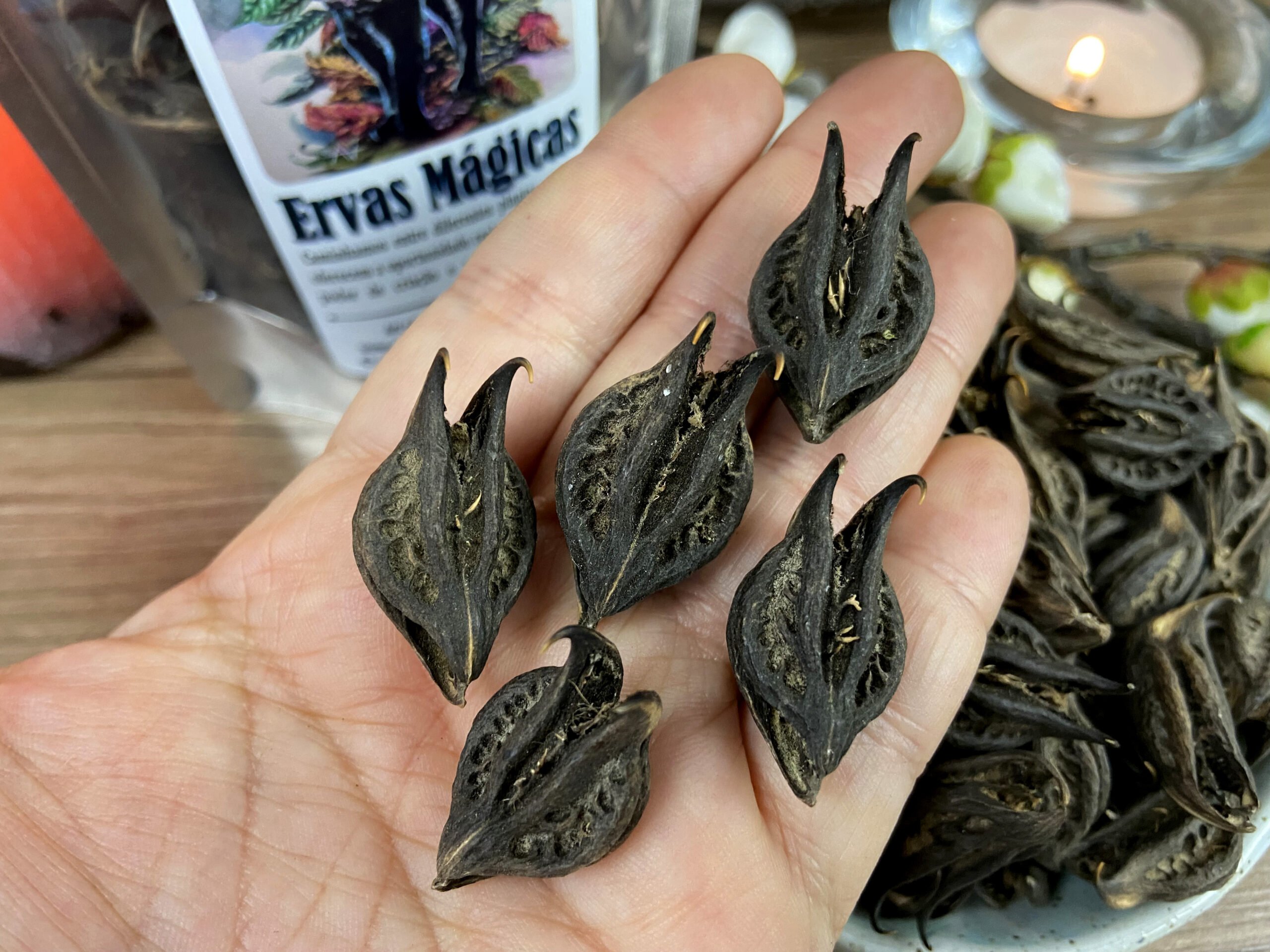 Bat Head Root • Além de Salém